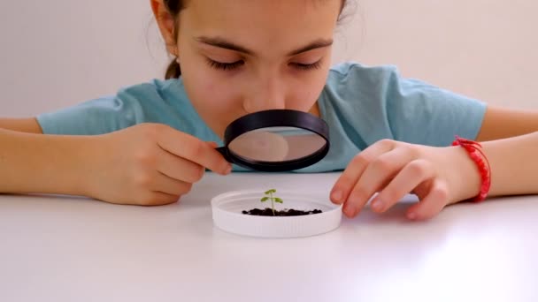 Dziecko Bada Roślinę Szkłem Powiększającym Wybiórcze Skupienie Dzieciaku — Wideo stockowe