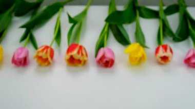 Çiçek laleleri bayram hediyesi. Seçici odaklanma. Doğa.