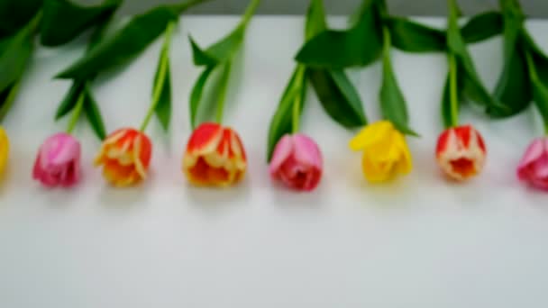 Квіти Тюльпани Подарунок Свято Вибірковий Фокус Природа — стокове відео