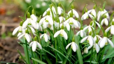 Kar damlaları çiçek açıyor, bahar geldi. Seçici odaklanma. Doğa.
