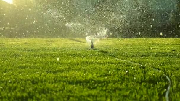 在花园里自动浇灌草坪草 有选择的重点 — 图库视频影像