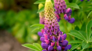Lupine bahçede çiçek açar. Seçici odaklanma. Doğa.