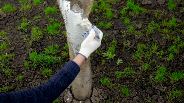 Jardinier Agriculteur Blanchit Les Arbres Dans Jardin Concentration Sélective Nature — Video