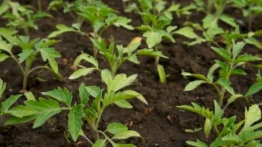 Domates tohumları bahçede yetişir. Seçici odaklanma. Doğa.