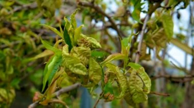 Şeftali ağacı yaprakları kıvrılmış. Seçici odaklanma. Doğa.