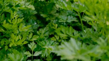 Maydanoz bahçede yetişir. Seçici odaklanma. Doğa.