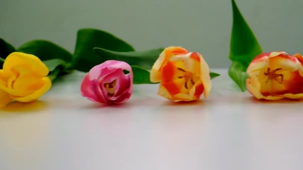 Цветы Тюльпаны Подарок Праздник Выборочный Фокус Природа — стоковое видео