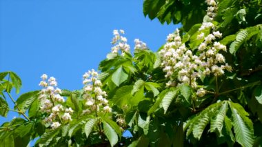 Gökyüzüne karşı çiçek açan kestane ağaçları. Seçici odaklanma. Doğa.