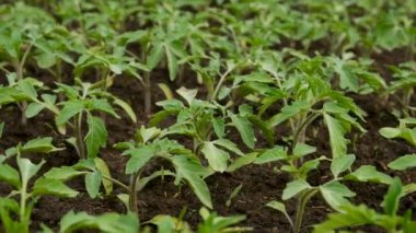 Domates tohumları bahçede yetişir. Seçici odaklanma. Doğa.