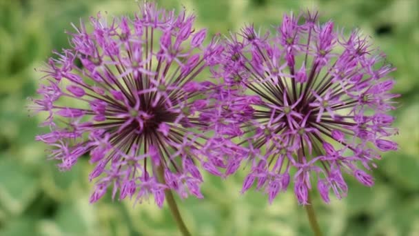 Floraison Oignon Ornemental Dans Jardin Concentration Sélective Nature — Video