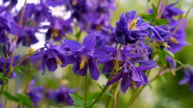 Aquilegia bahçede çiçek açar. Seçici odaklanma. Doğa.