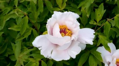 Çiçekli beyaz şakayık çalısı. Seçici odaklanma. Doğa.