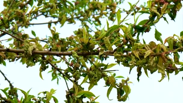 桃树病使叶子旋转 有选择的重点 — 图库视频影像