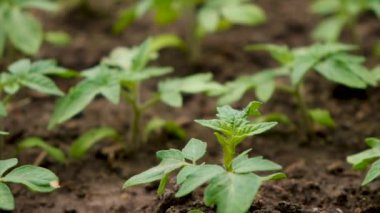 Domates tohumları bahçede yetişir. Seçici odaklanma. Doğa.