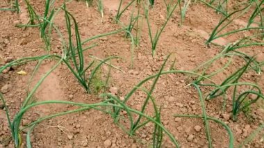 Soğanlar bahçede yetişir. Seçici odaklanma. Doğa.