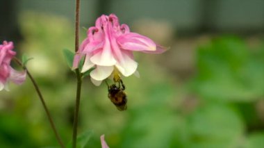 Aquilegia bahçede çiçek açar. Seçici odaklanma. Doğa.