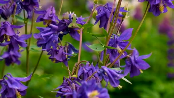 Aquilegia Fleurit Dans Jardin Concentration Sélective Nature — Video