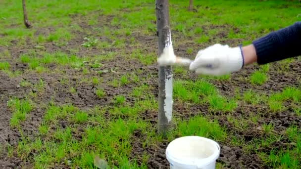 Bahçıvan Çiftçi Bahçedeki Ağaçları Beyazlatır Seçici Odaklanma Doğa — Stok video