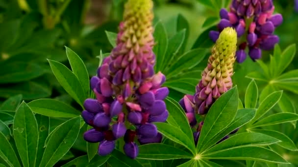 Lupine Bahçede Çiçek Açar Seçici Odaklanma Doğa — Stok video