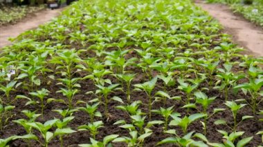 Biber tohumları bahçede yetişir. Seçici odaklanma. Doğa.