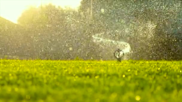 Otomatis Menyirami Rumput Kebun Fokus Selektif Alam — Stok Video