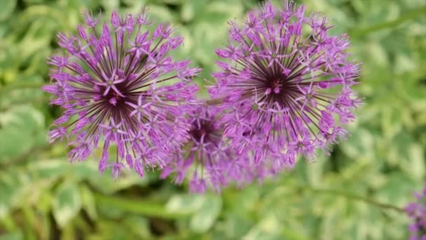 Floraison Oignon Ornemental Dans Jardin Concentration Sélective Nature — Video