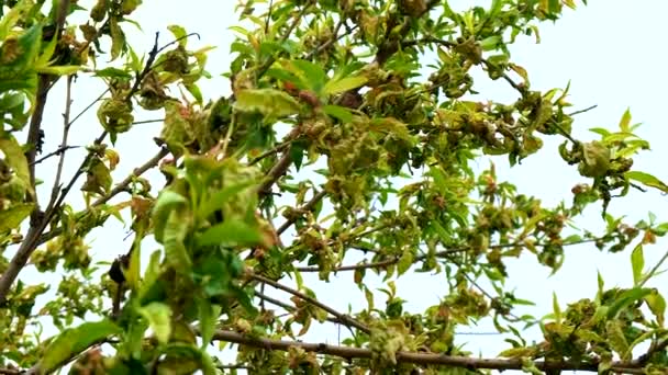 Peach Tree Disease Leaves Twirled Selective Focus Nature — Stock Video