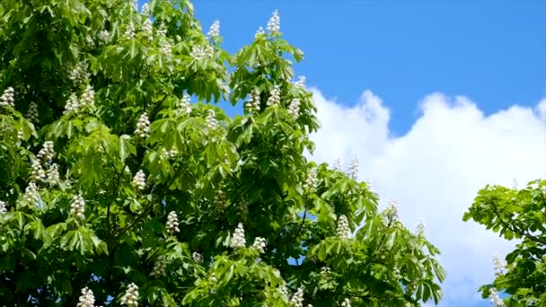 Blühende Kastanienbäume Gegen Den Himmel Selektiver Fokus Natur — Stockvideo