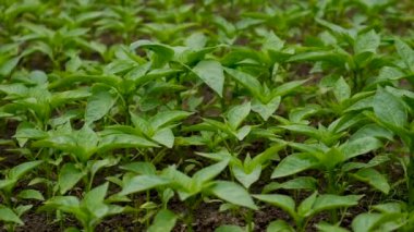 Biber tohumları bahçede yetişir. Seçici odaklanma. Doğa.