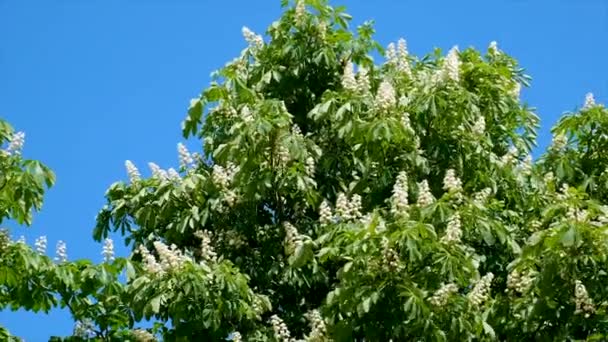 开着花的栗树映衬着天空 有选择的重点 — 图库视频影像