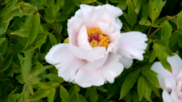 Arbusto Peonía Blanca Floreciente Enfoque Selectivo Naturaleza — Vídeos de Stock