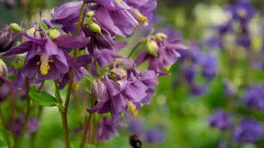 Aquilegia bahçede çiçek açar. Seçici odaklanma. Doğa.