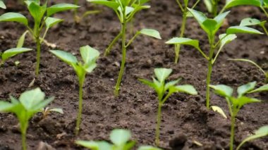 Biber tohumları bahçede yetişir. Seçici odaklanma. Doğa.