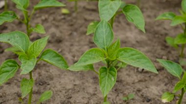 Biber tohumları bahçede yetişir. Seçici odaklanma. Doğa.