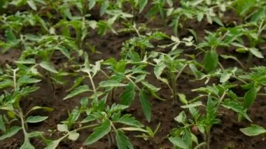 Domates tohumları bahçede yetişir. Seçici odaklanma. Doğa.