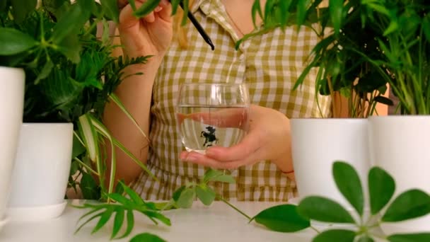 Clorofilla Liquida Bicchiere Concentrazione Selettiva Natura — Video Stock