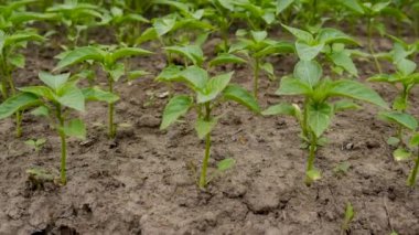 Biber tohumları bahçede yetişir. Seçici odaklanma. Doğa.