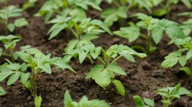 Domates tohumları bahçede yetişir. Seçici odaklanma. Doğa.