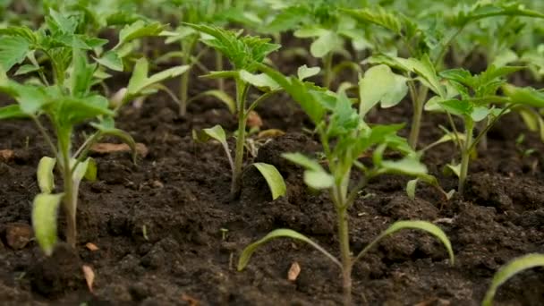 Las Plántulas Tomates Crecen Jardín Enfoque Selectivo Naturaleza — Vídeos de Stock