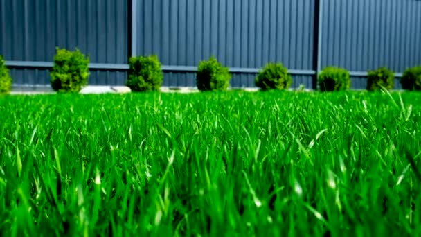 草坪上的草是绿色的 有选择的重点 — 图库视频影像