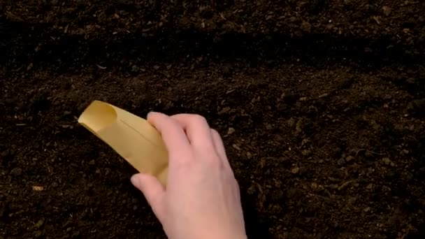 Bezelye Ekmek Için Toprak Tohum Seçici Odaklanma Doğa — Stok video