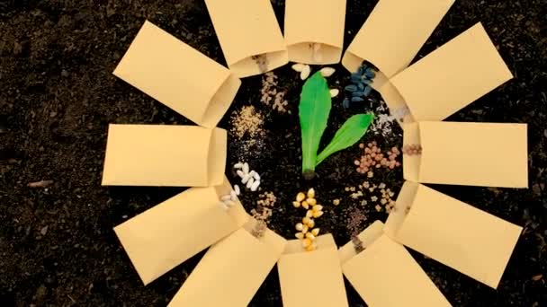 Sol Les Graines Sont Nombreuses Plantes Semis Printemps Différentes Dans — Video