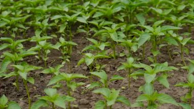 Biber tohumları bahçede yetişir. Seçici odaklanma. Doğa.