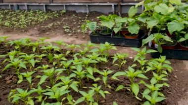 Bahçede tohumlar yetişiyor. Seçici odaklanma. Doğa.