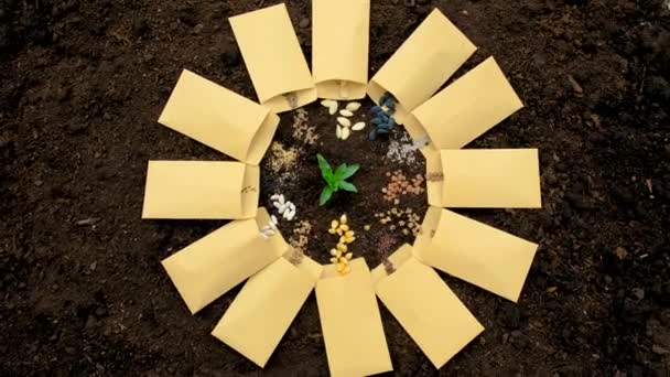 Talaj Magvak Sok Különböző Tavaszi Vetés Növények Kertben Szelektív Fókusz — Stock videók