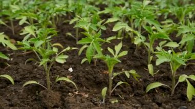 Domates tohumları bahçede yetişir. Seçici odaklanma. Doğa.