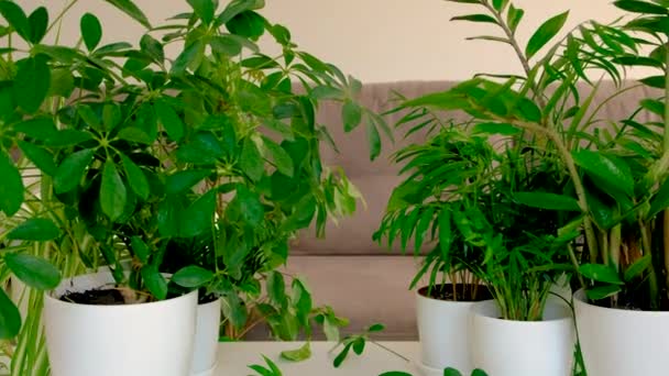 Zöld Növények Vannak Asztalon Szelektív Fókusz Természet — Stock videók