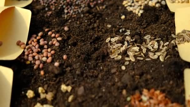Toprak Tohumlar Bahçede Birçok Farklı Bahar Ekimi Bitkileridir Seçici Odaklanma — Stok video
