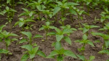 Biber tohumları bahçede yetişir. Seçici odaklanma. Doğa.