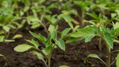 Domates tohumları bahçede yetişir. Seçici odaklanma. Doğa.